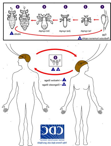 Lus. Head-to-head eller body-til-kroppskontakt. Lus. Head-to-head eller body-til-kroppskontakt.