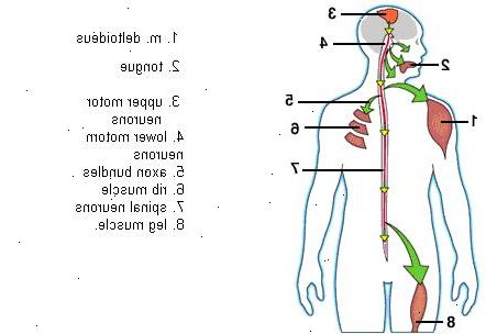 Forberedelser til din avtale. Hold et symptom dagbok. Forberedelser til din avtale. Hold et symptom dagbok.