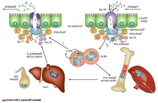 Salmonella-infeksjon. Rått kjøtt, fjørfe og sjømat. Salmonella-infeksjon. Rått kjøtt, fjørfe og sjømat.