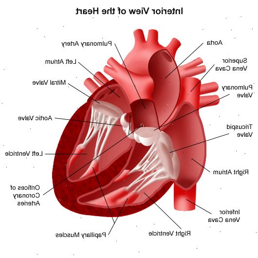 Transesophageal ekkokardiogram. Doppler ekkokardiogram. Transesophageal ekkokardiogram. Doppler ekkokardiogram.