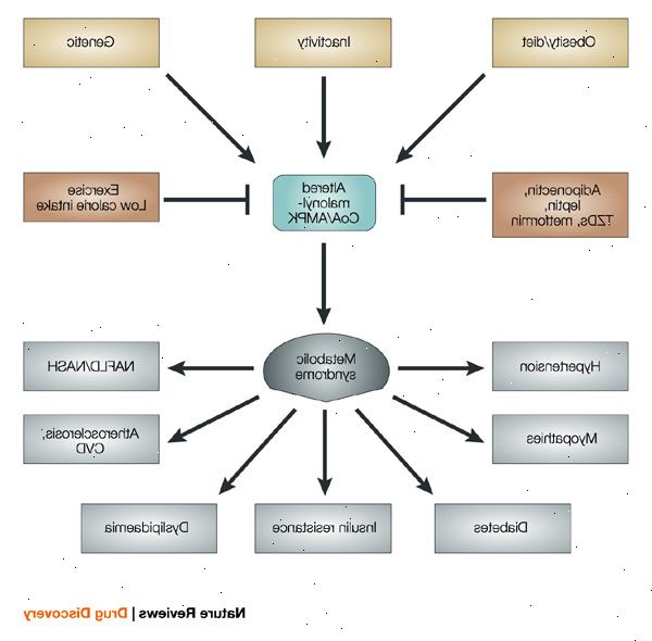 Metabolsk syndrom. Økt blodtrykk. Metabolsk syndrom. Økt blodtrykk.