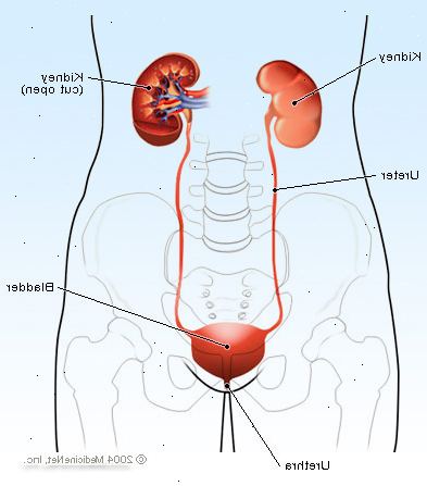 Forberedelser til din avtale. Overgangsordning celle carcinoma. Forberedelser til din avtale. Overgangsordning celle carcinoma.