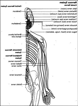 Cerebral parese. Traumatisk hodeskade. Cerebral parese. Traumatisk hodeskade.