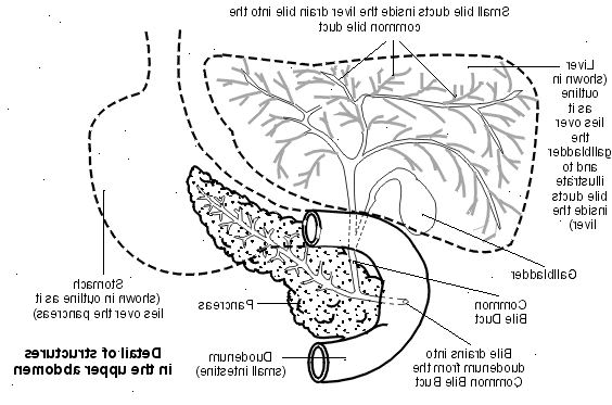 Primær biliær cirrhose. Hvordan primær biliær cirrhose utvikler seg. Primær biliær cirrhose. Hvordan primær biliær cirrhose utvikler seg.