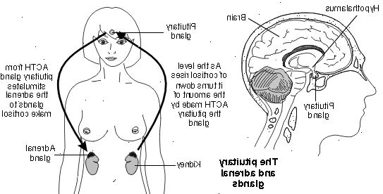 Forberedelser til din avtale. Primær binyrebarkinsuffisiens. Forberedelser til din avtale. Primær binyrebarkinsuffisiens.