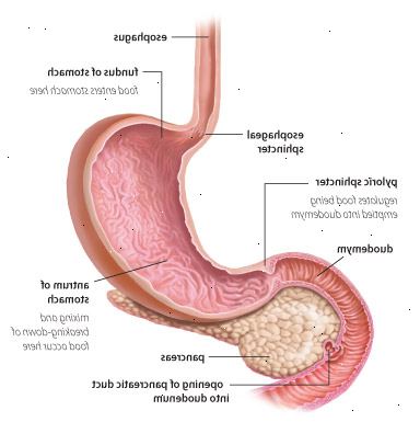 Gastroparese. Bakterier overvekst i magen. Gastroparese. Bakterier overvekst i magen.